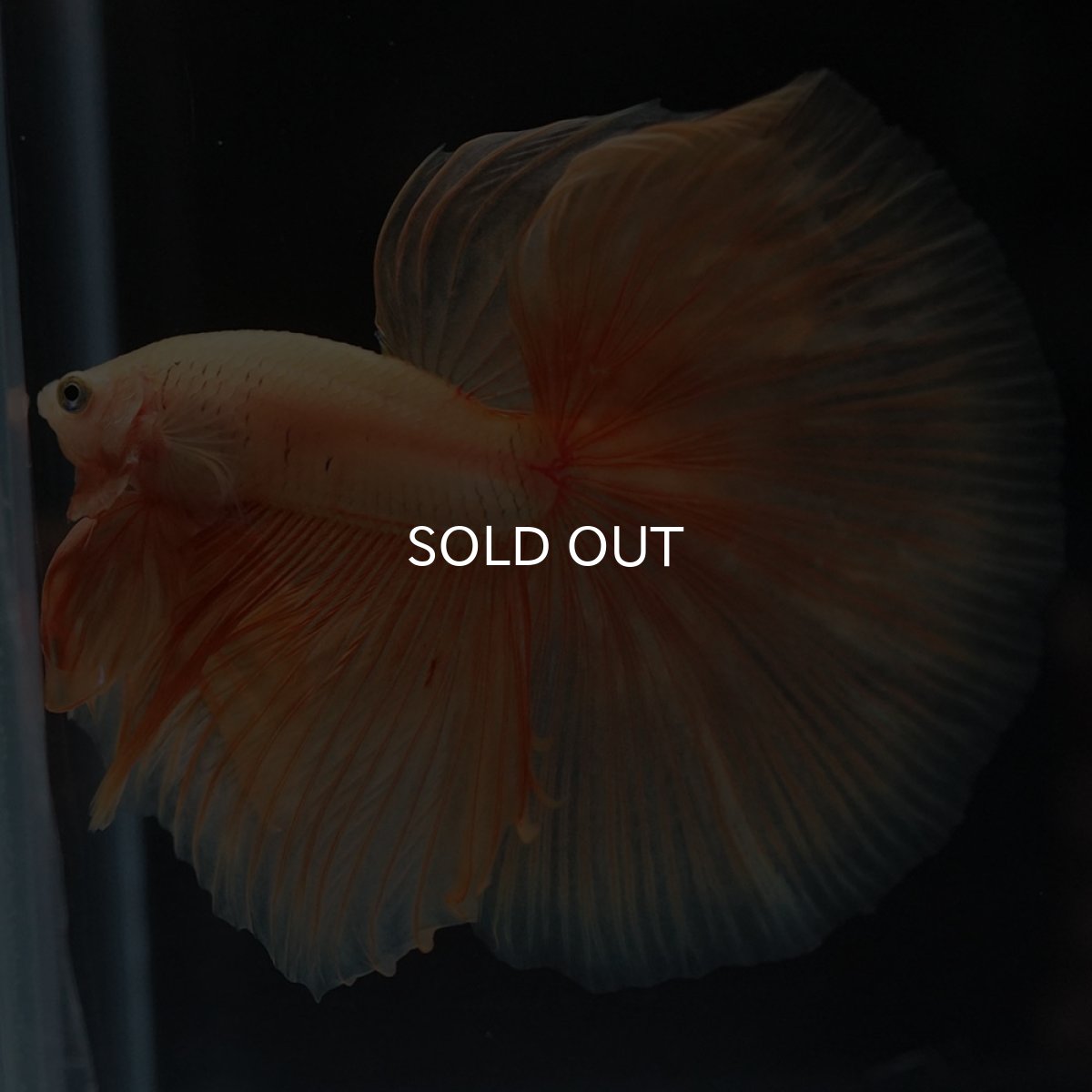 画像7: HM ソリッドイエロー (7)