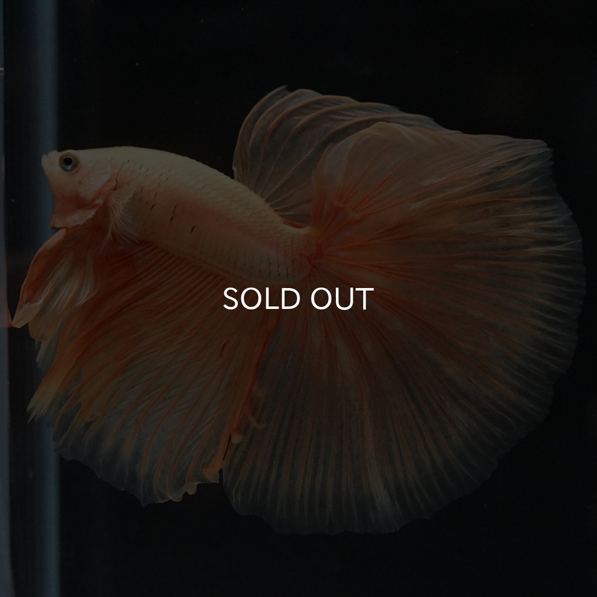 画像9: HM ソリッドイエロー (9)