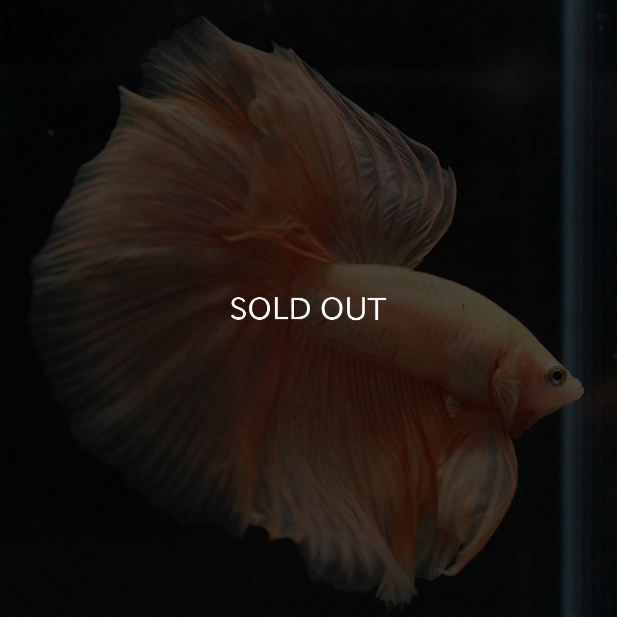 画像8: HM ソリッドイエロー (8)