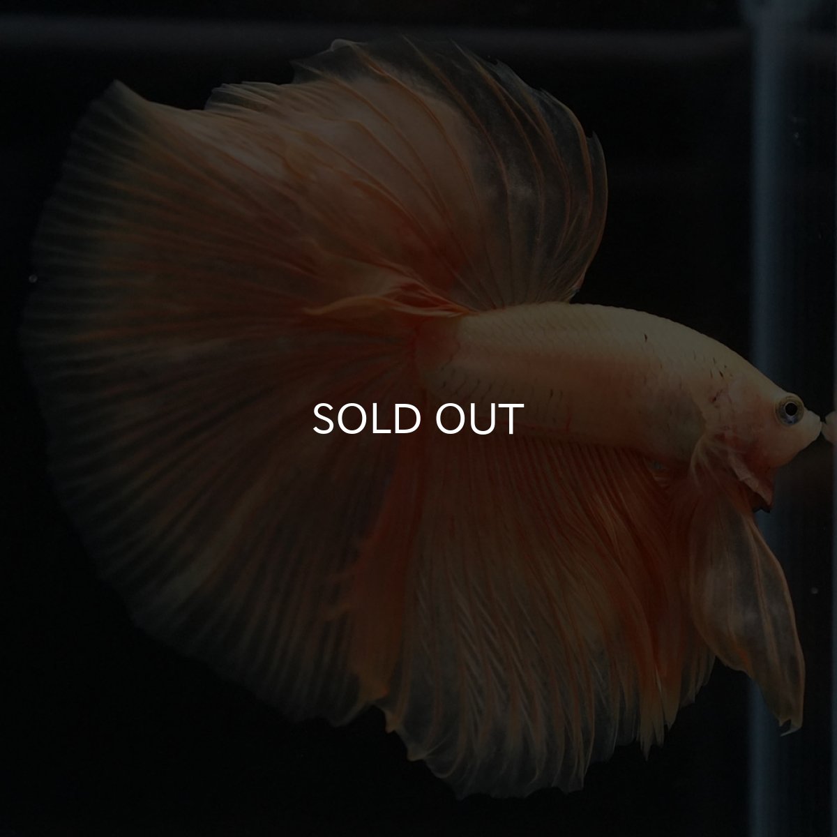 画像6: HM ソリッドイエロー (6)