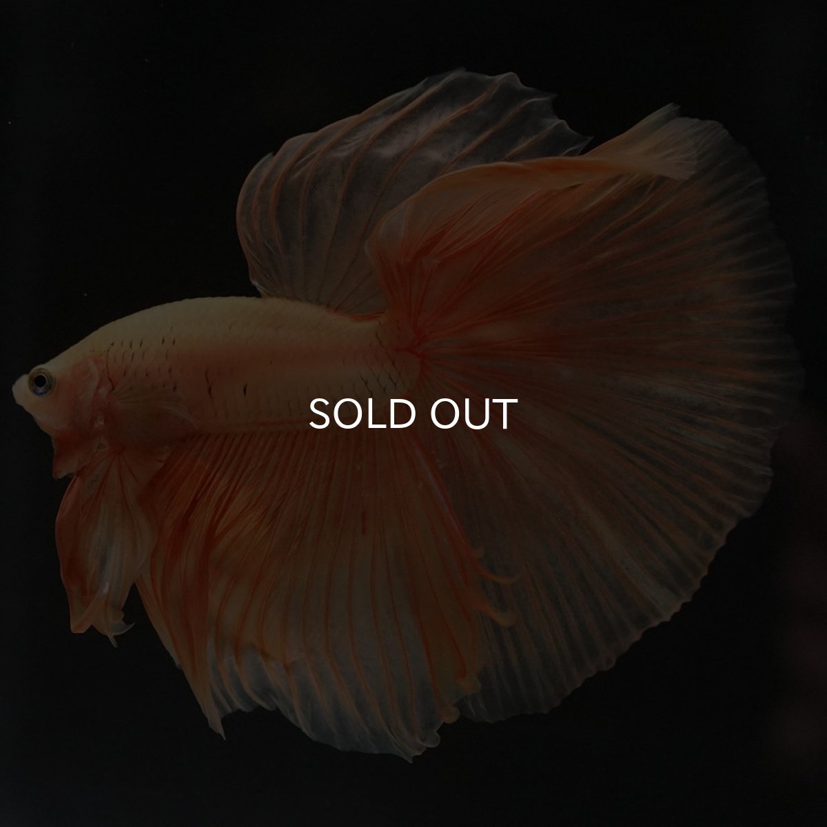 画像3: HM ソリッドイエロー (3)