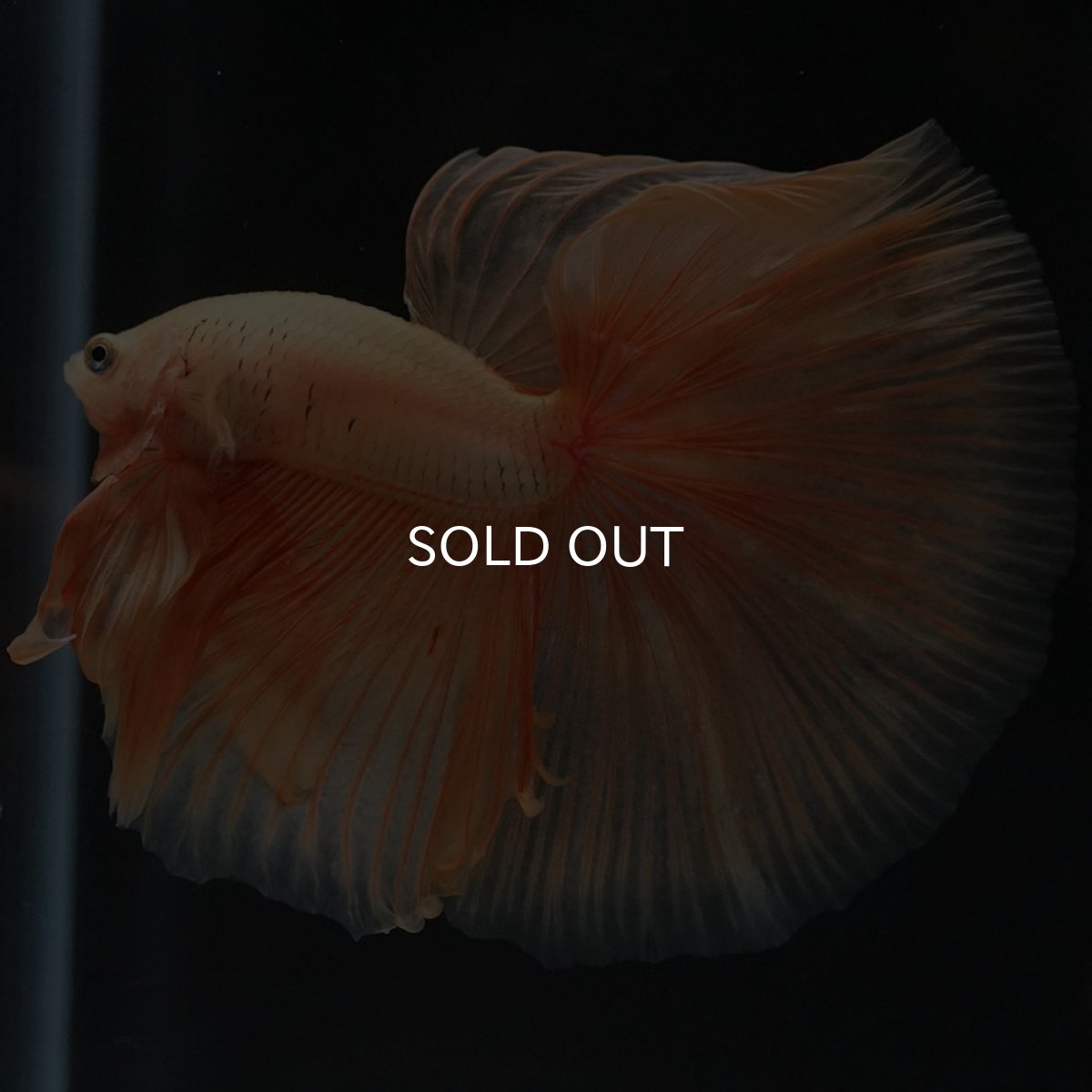 画像5: HM ソリッドイエロー (5)