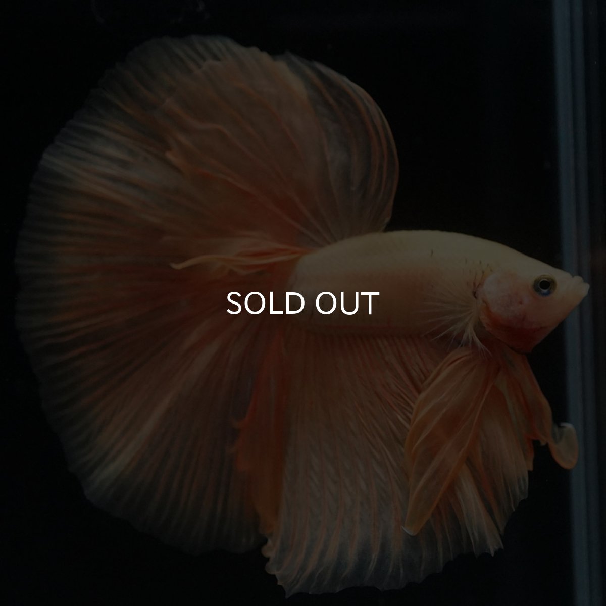 画像4: HM ソリッドイエロー (4)