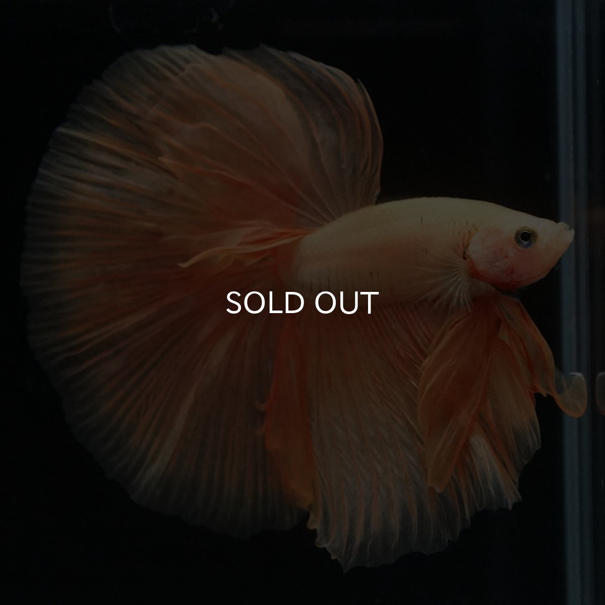 画像2: HM ソリッドイエロー (2)