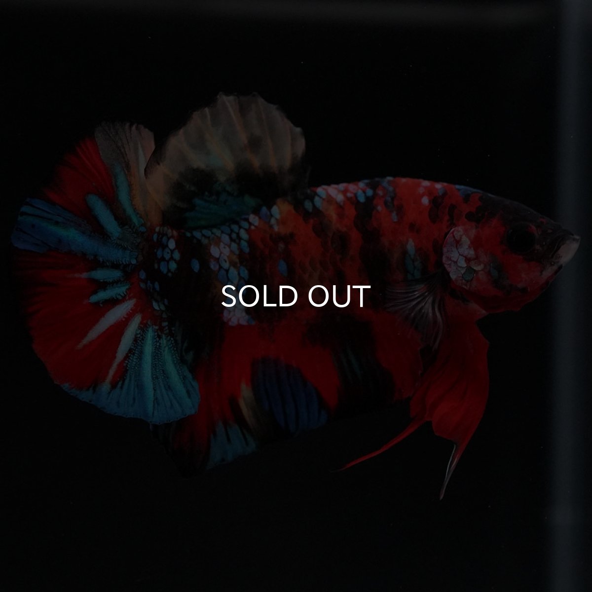 画像9: HMPK キャンディ (9)