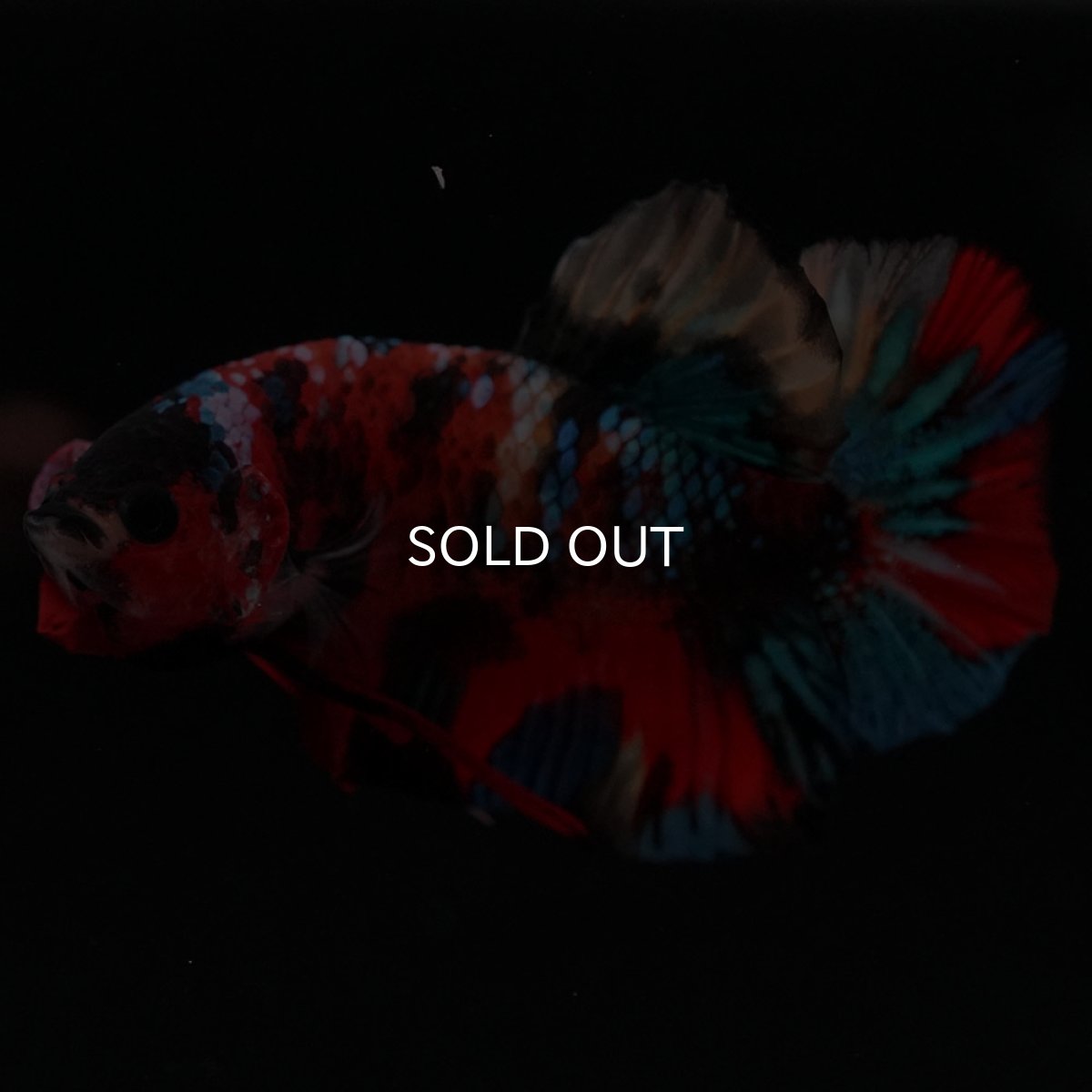 画像10: HMPK キャンディ (10)