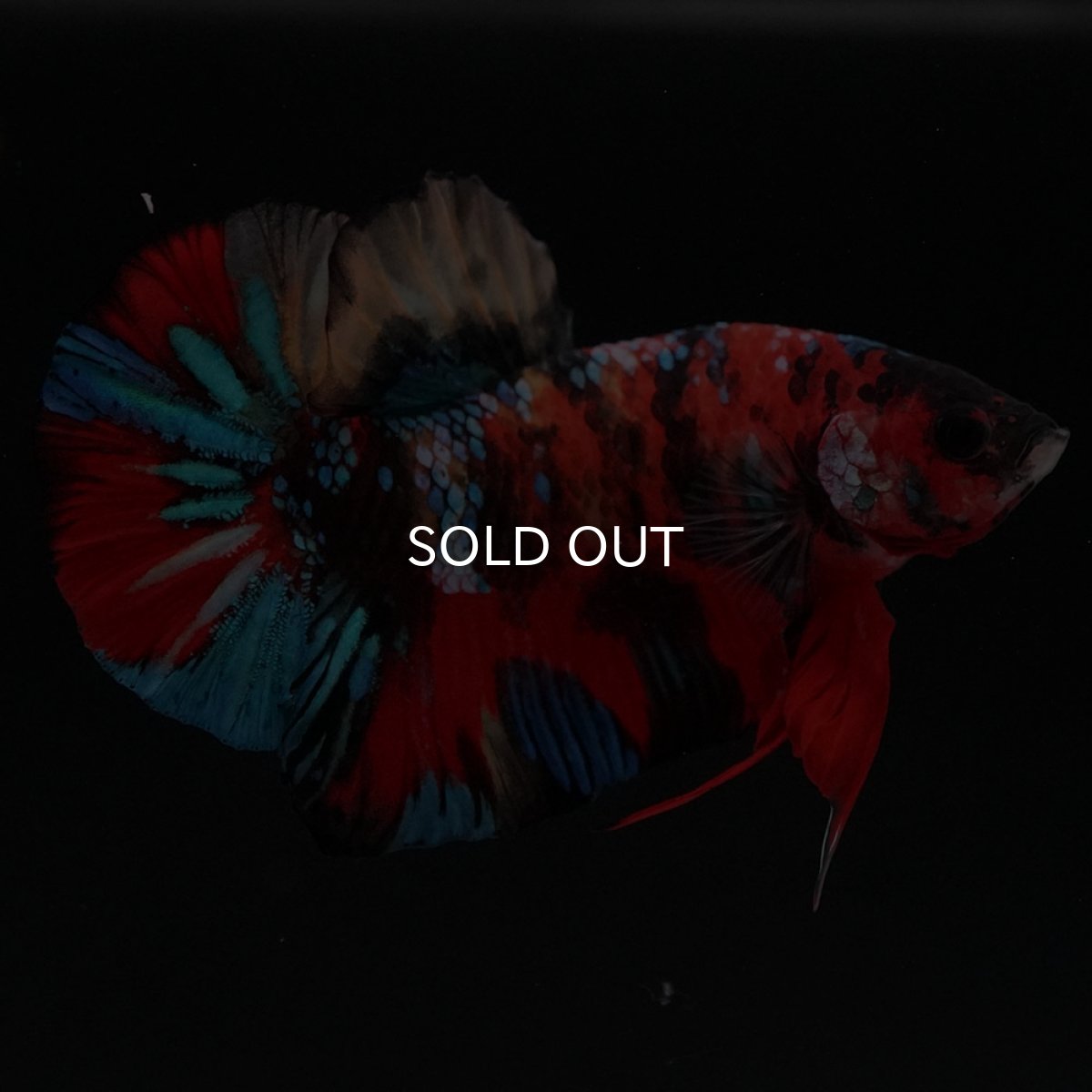 画像5: HMPK キャンディ (5)