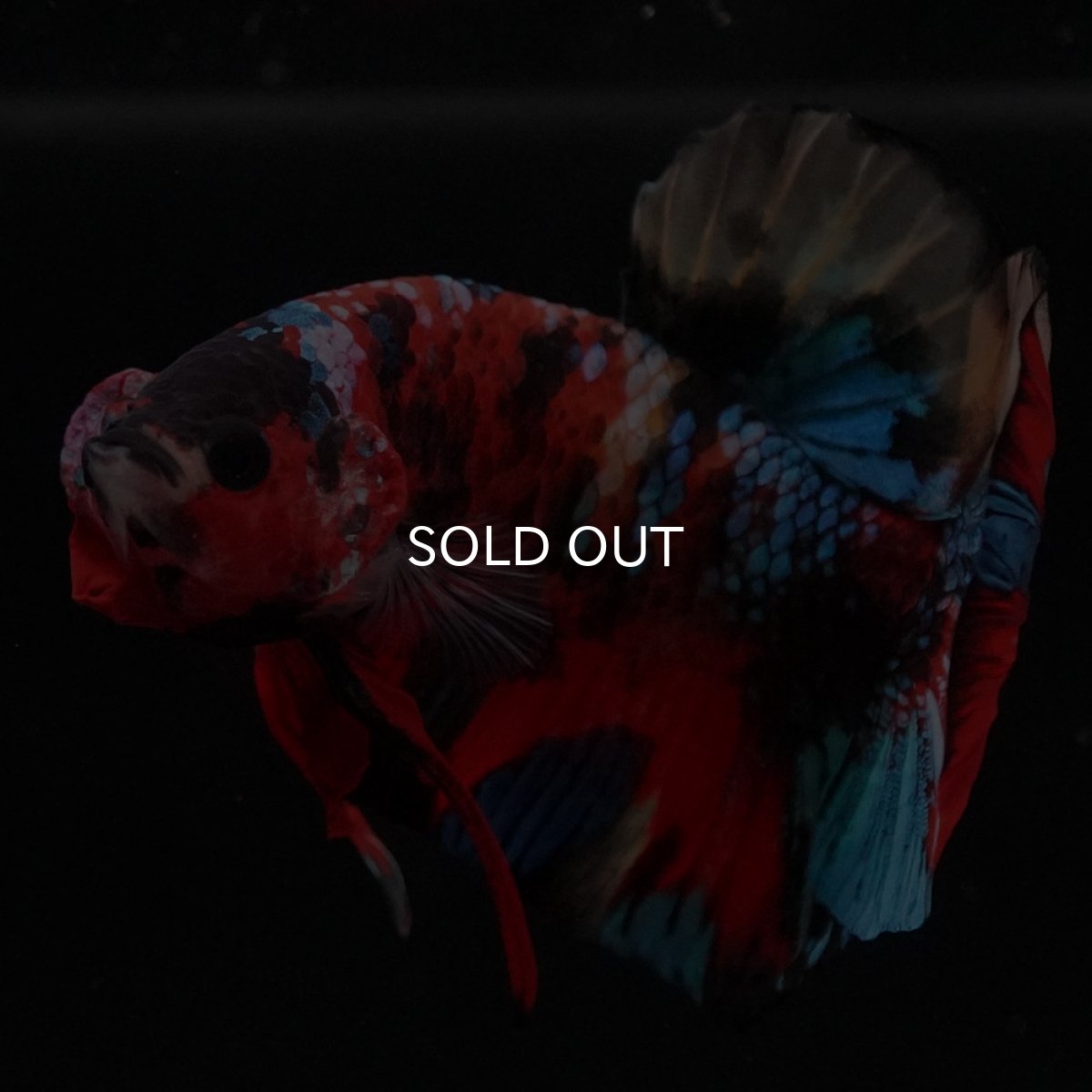 画像8: HMPK キャンディ (8)