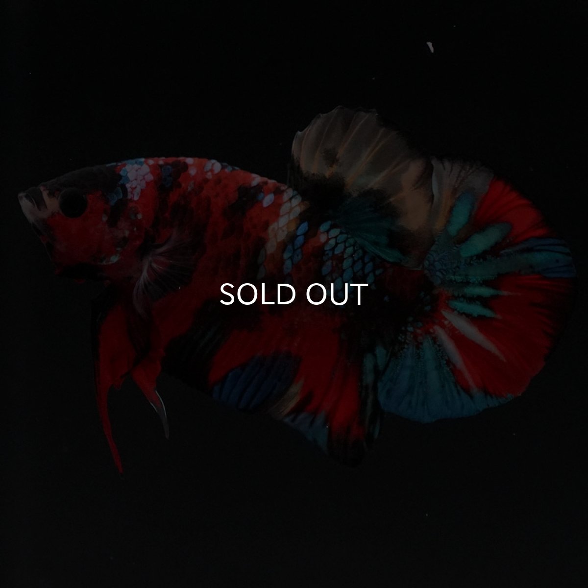 画像6: HMPK キャンディ (6)