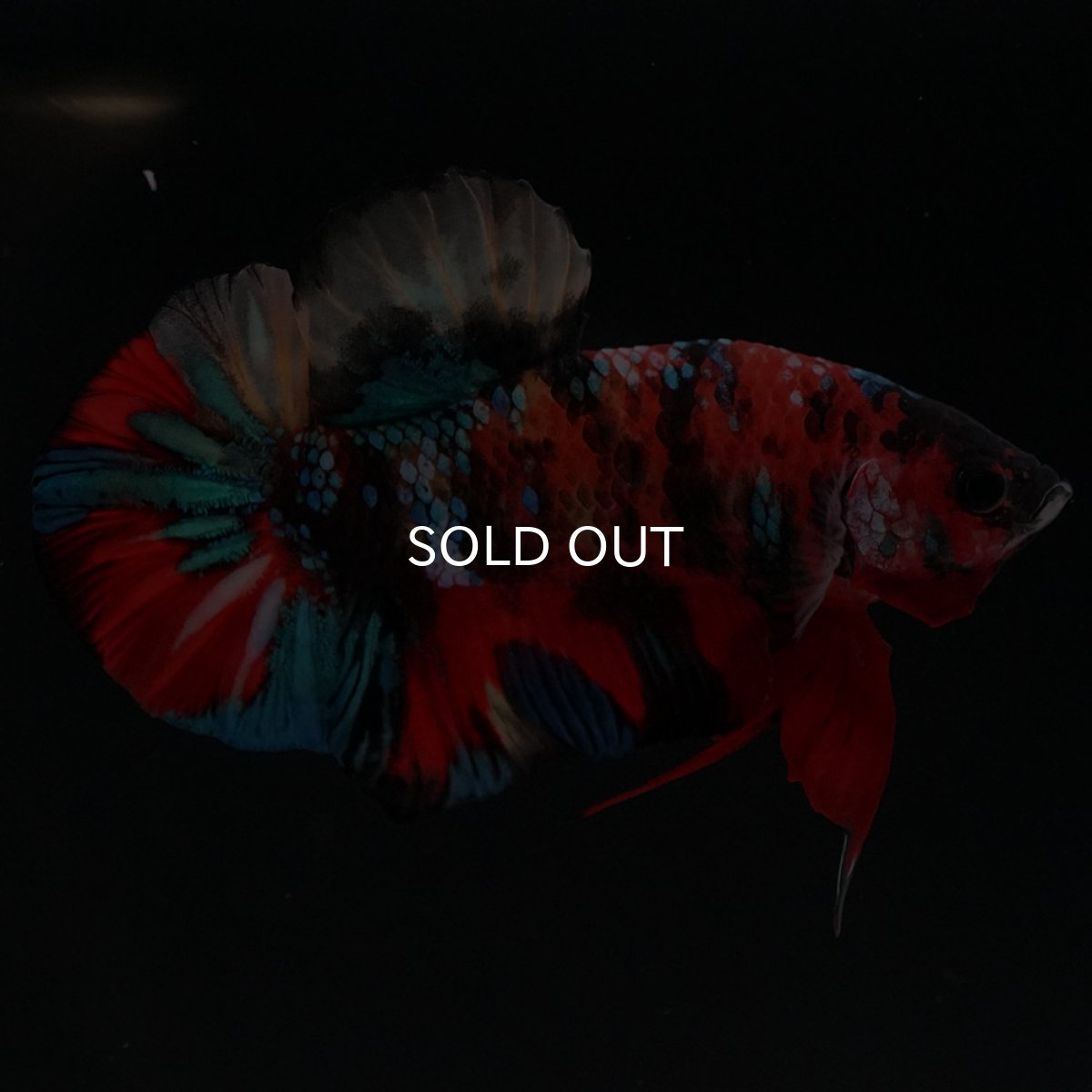 画像7: HMPK キャンディ (7)