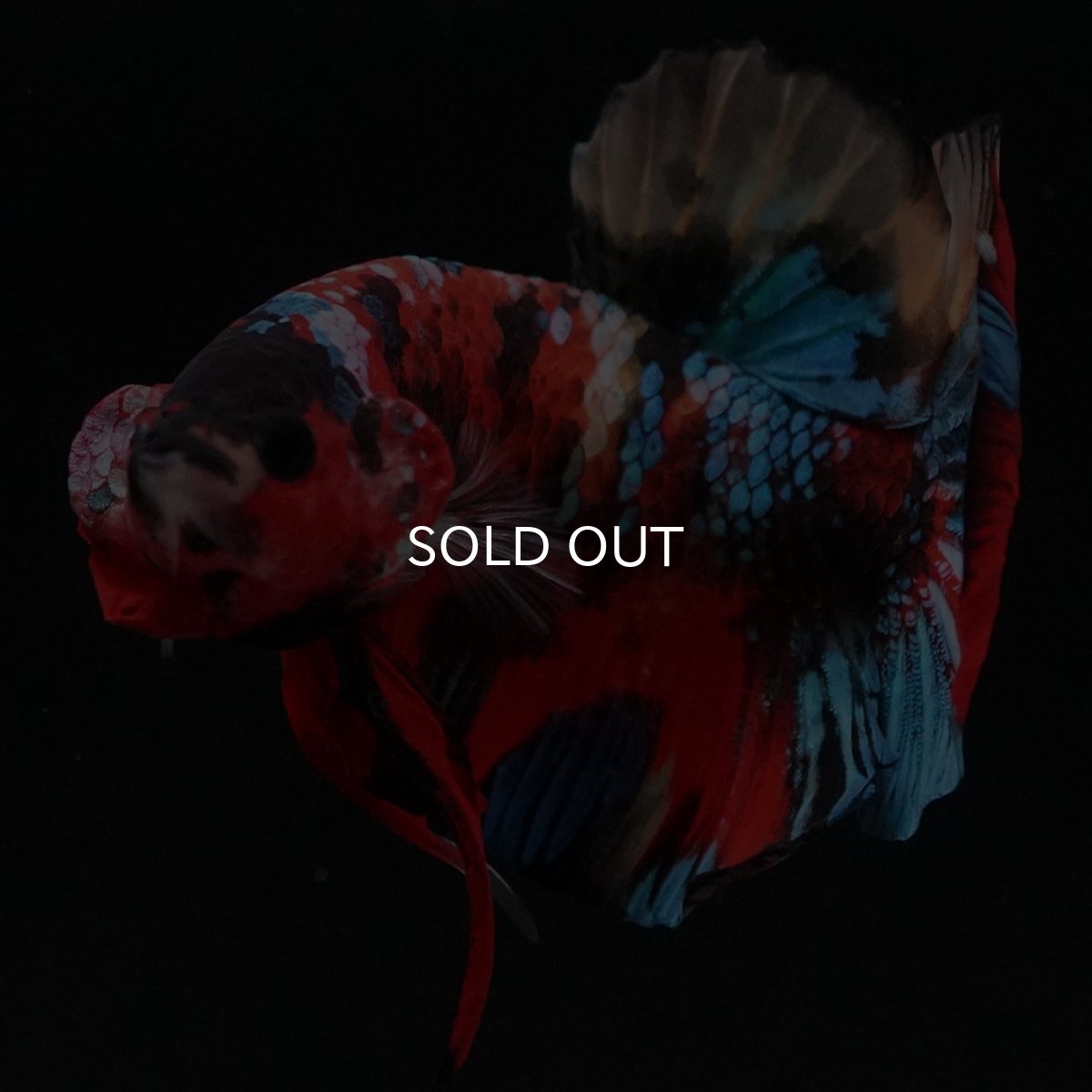 画像4: HMPK キャンディ (4)