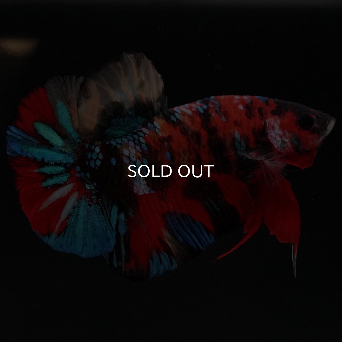 画像3: HMPK キャンディ (3)