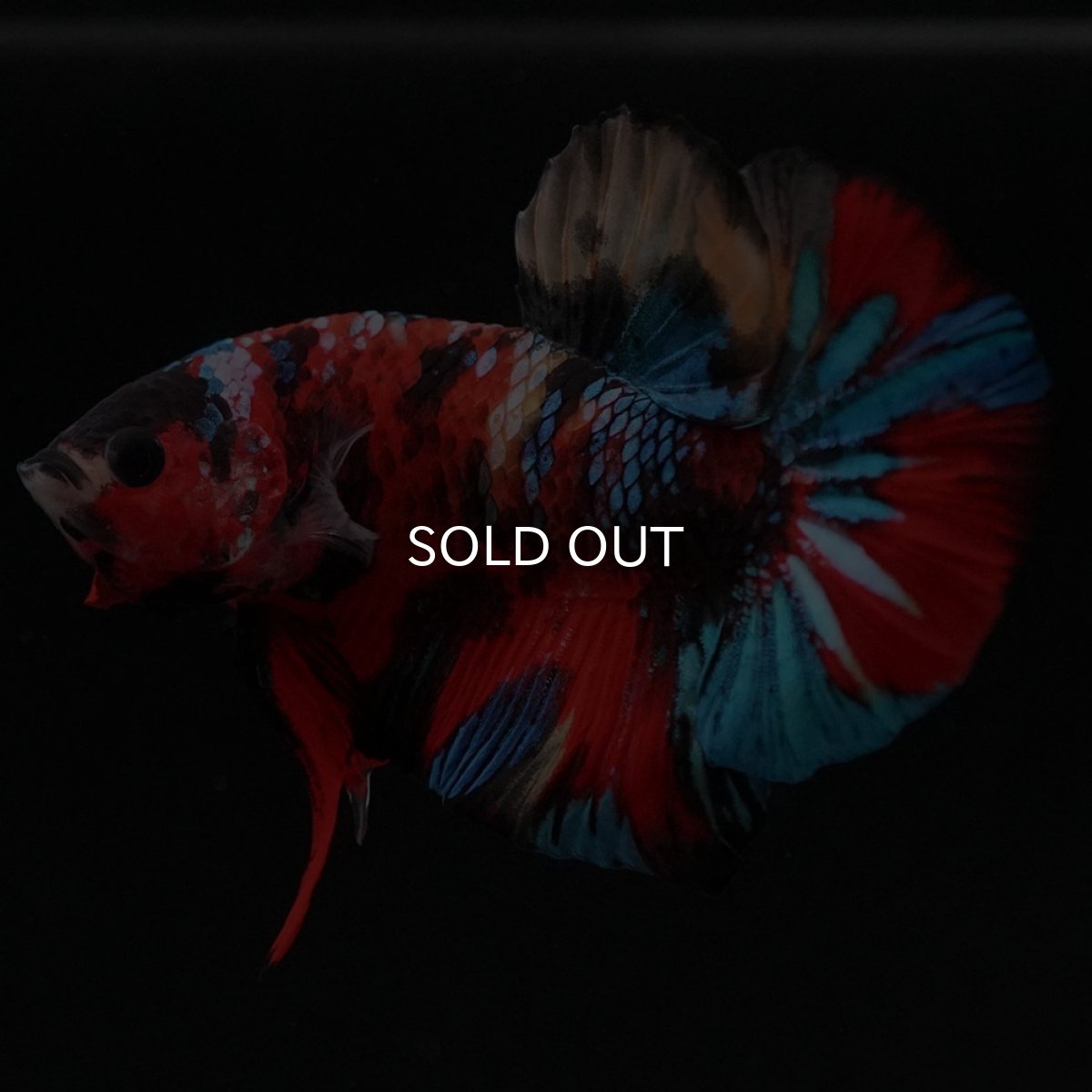 画像2: HMPK キャンディ (2)