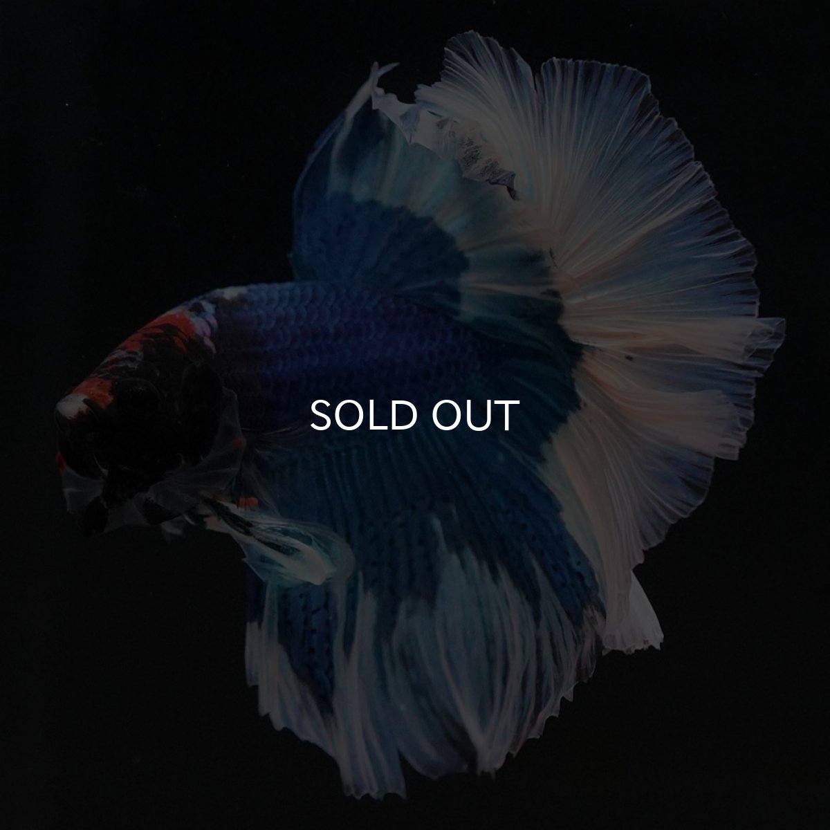 画像9: HM　ブルーバタフライ (9)