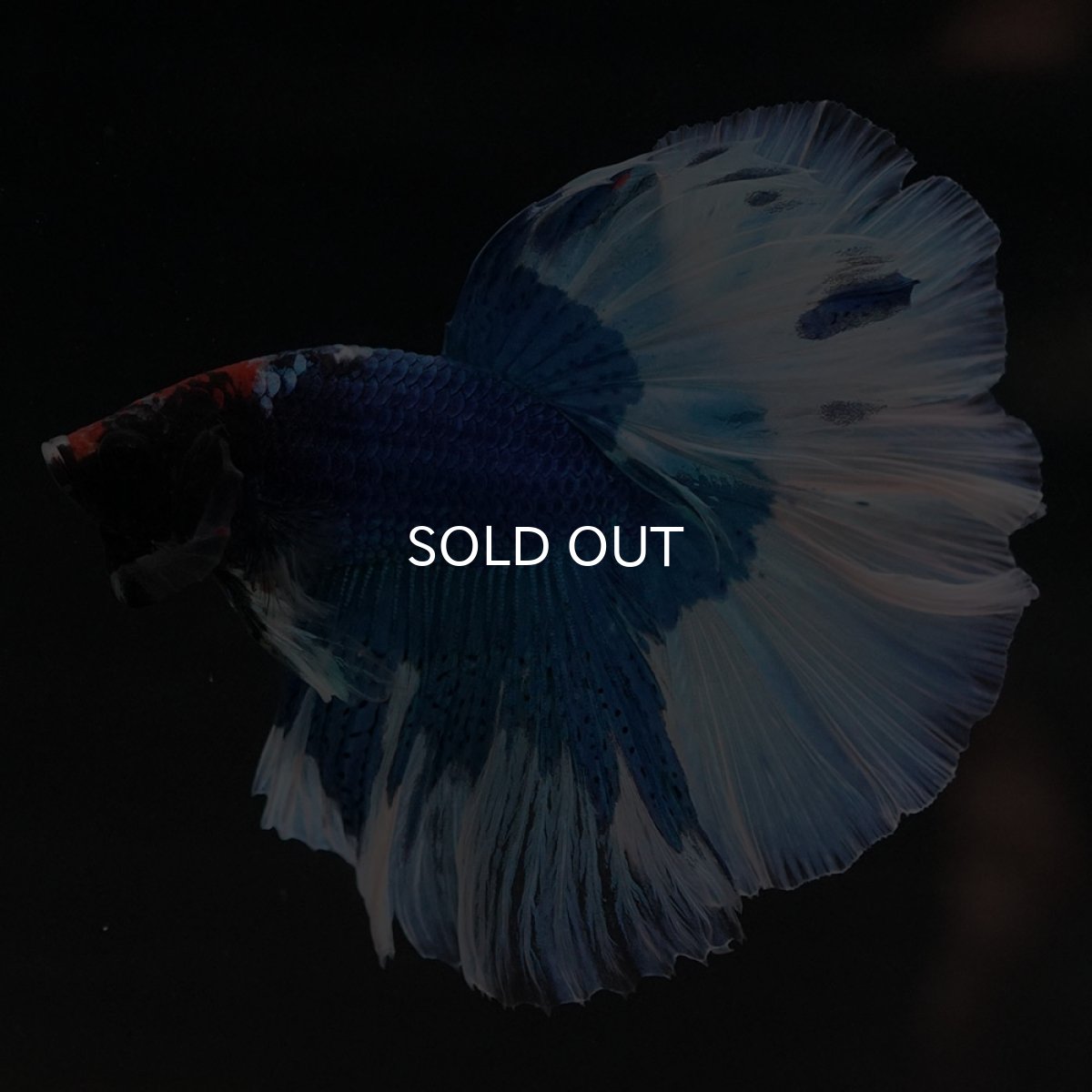 画像8: HM　ブルーバタフライ (8)