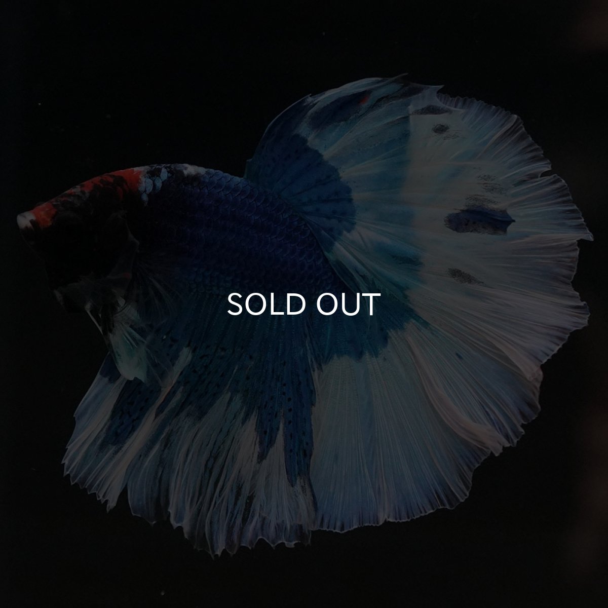 画像6: HM　ブルーバタフライ (6)