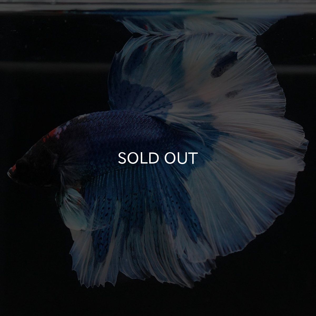 画像4: HM　ブルーバタフライ (4)