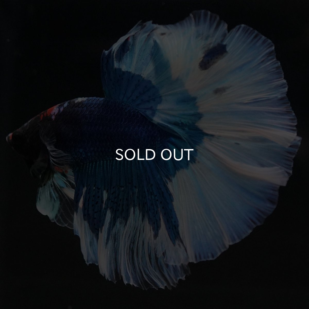 画像2: HM　ブルーバタフライ (2)