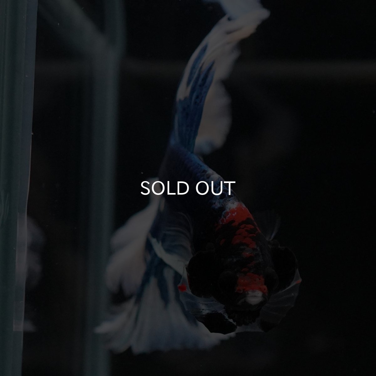 画像3: HM　ブルーバタフライ (3)