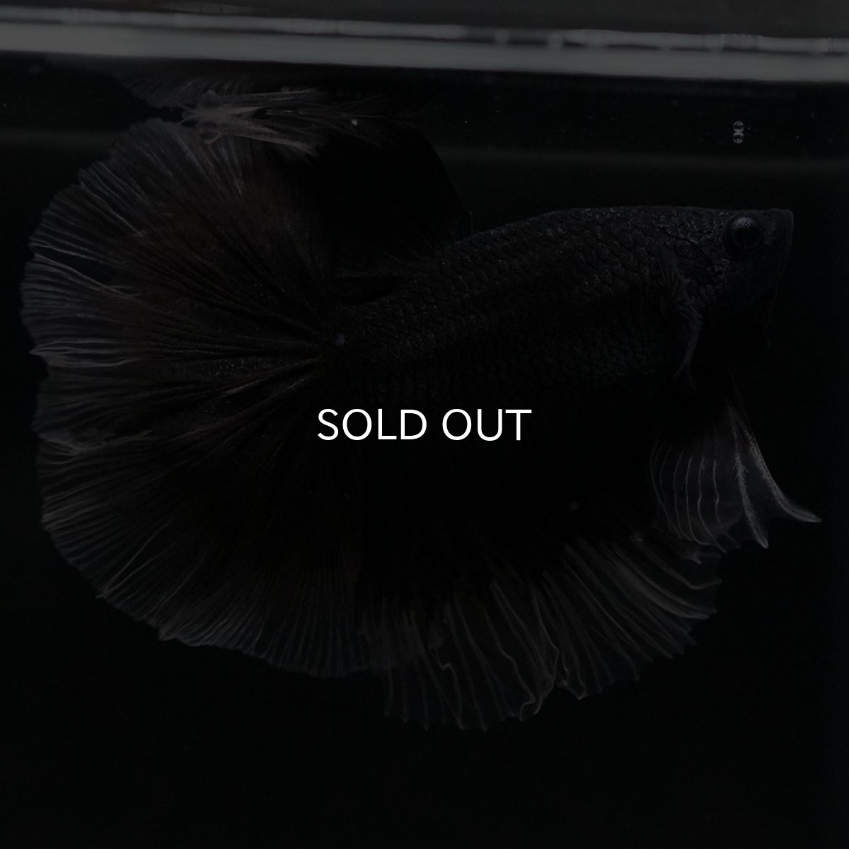 画像3: HM　ブラックバタフライ　クリアフィン (3)