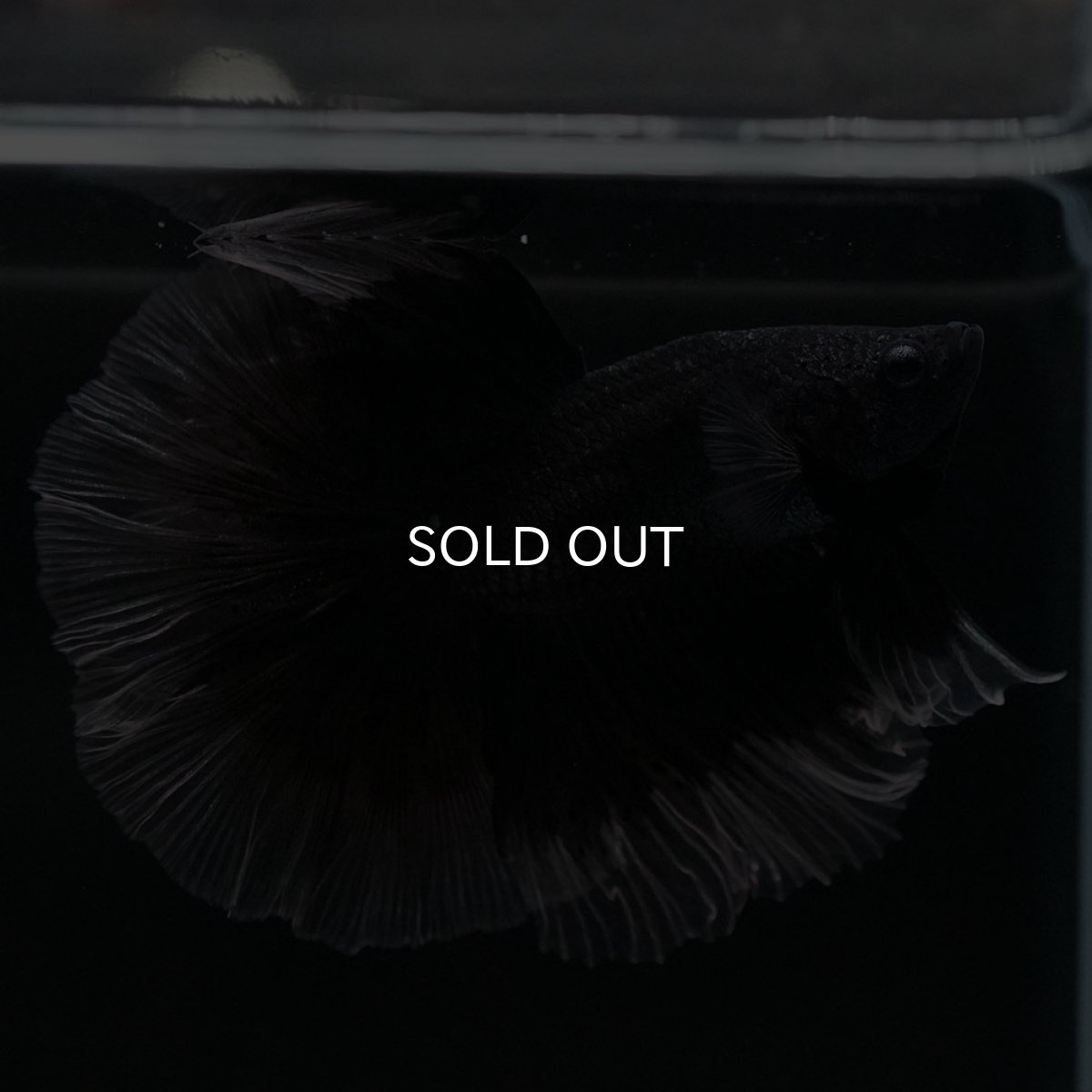 画像7: HM　ブラックバタフライ　クリアフィン (7)