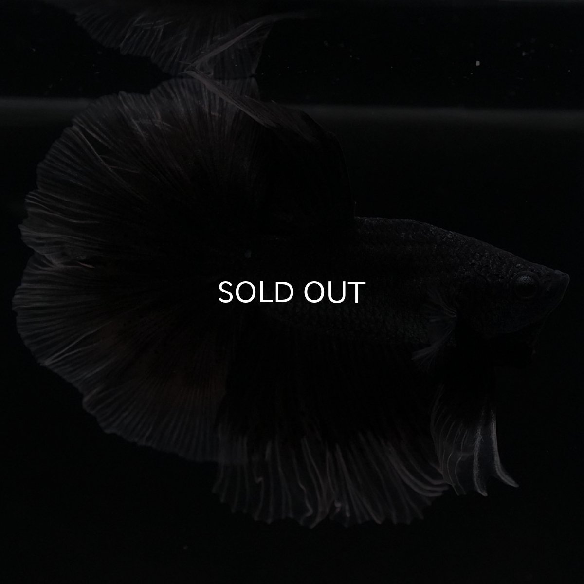 画像5: HM　ブラックバタフライ　クリアフィン (5)