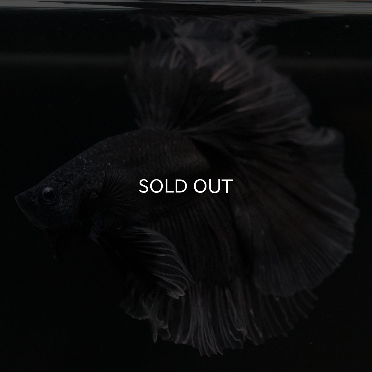 画像2: HM　ブラックバタフライ　クリアフィン (2)