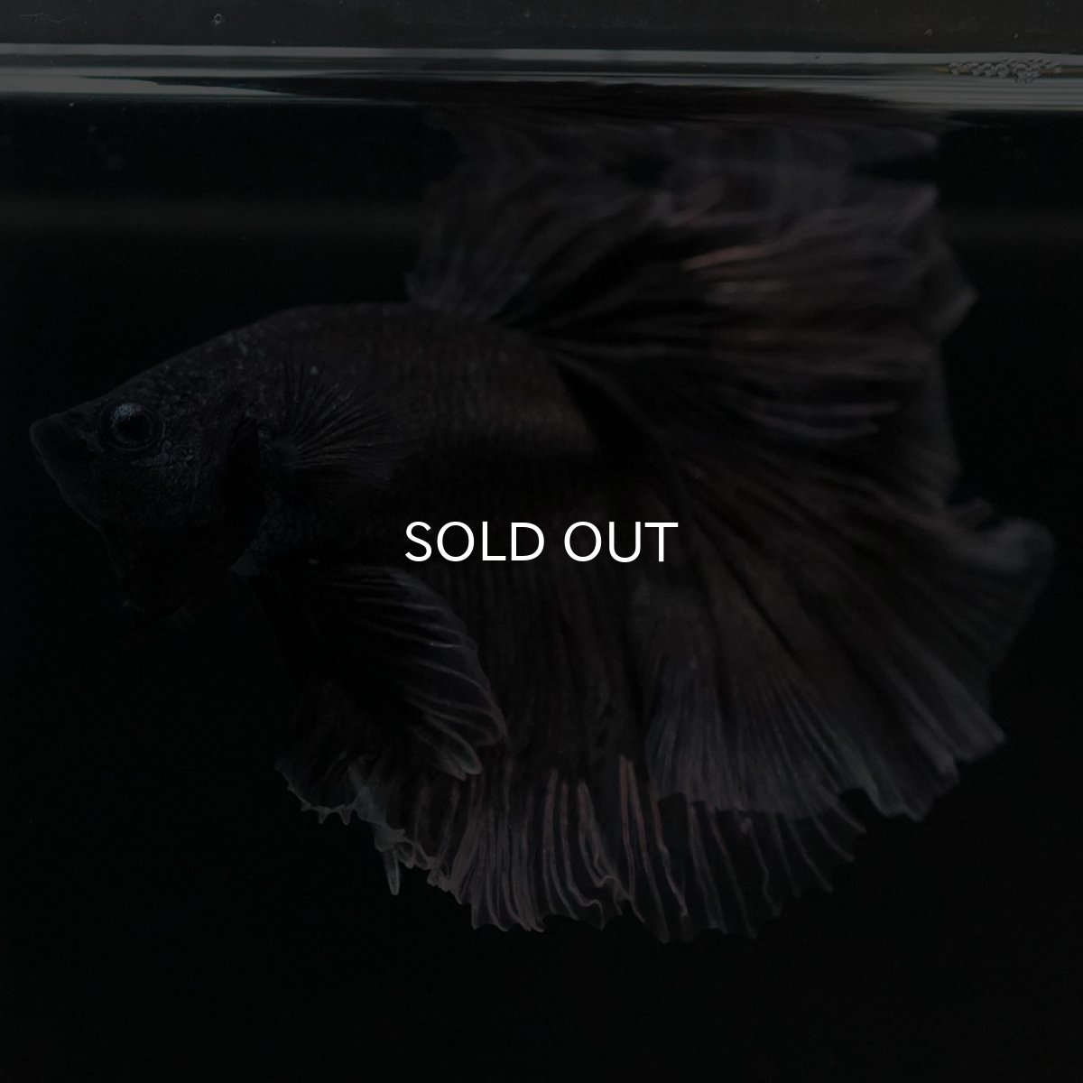 画像6: HM　ブラックバタフライ　クリアフィン (6)