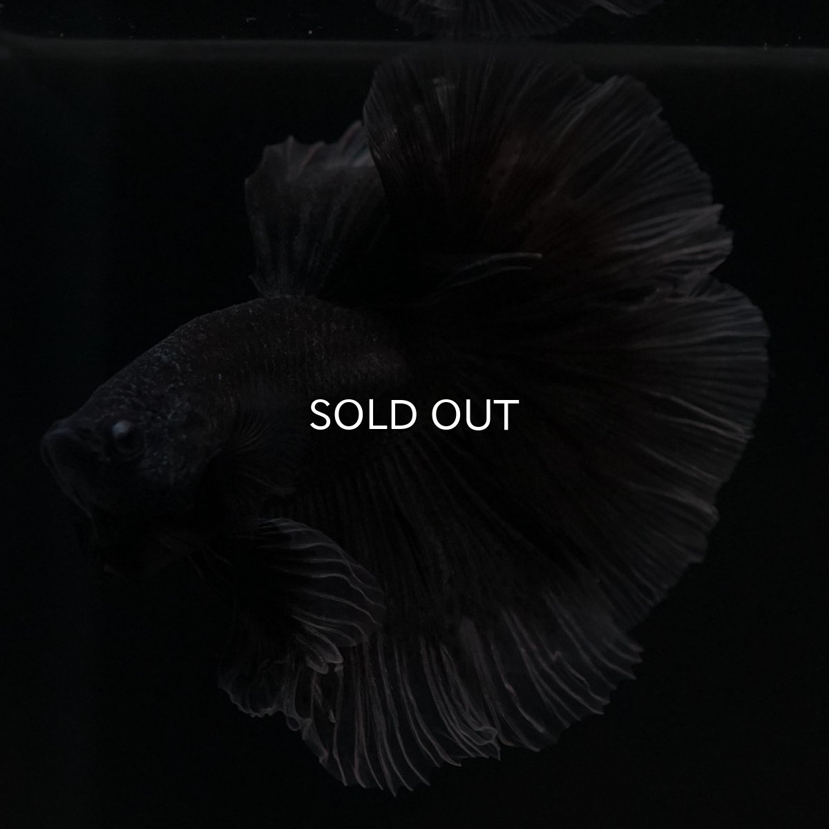 画像4: HM　ブラックバタフライ　クリアフィン (4)