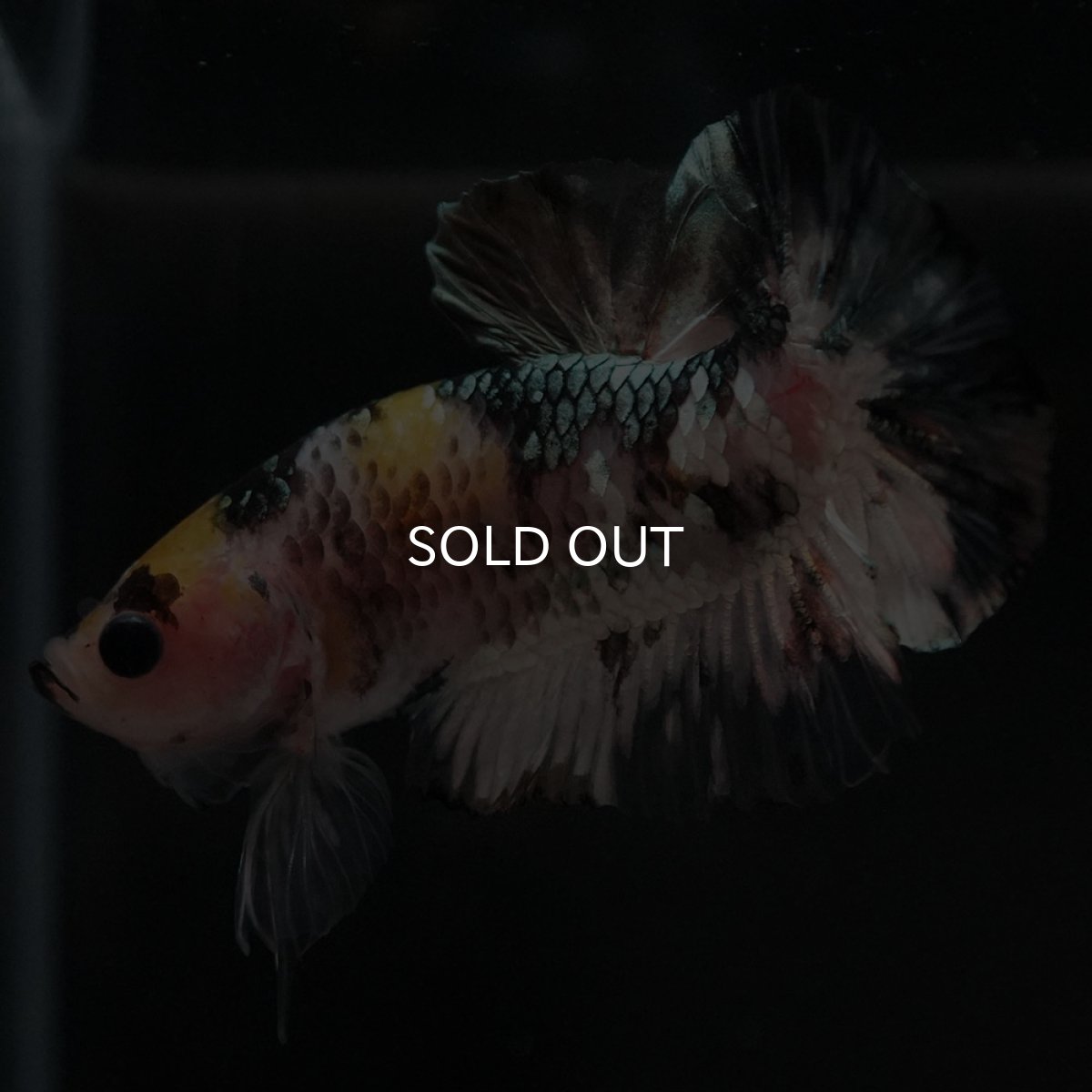 画像6: HMPK　イエローカッパー (6)