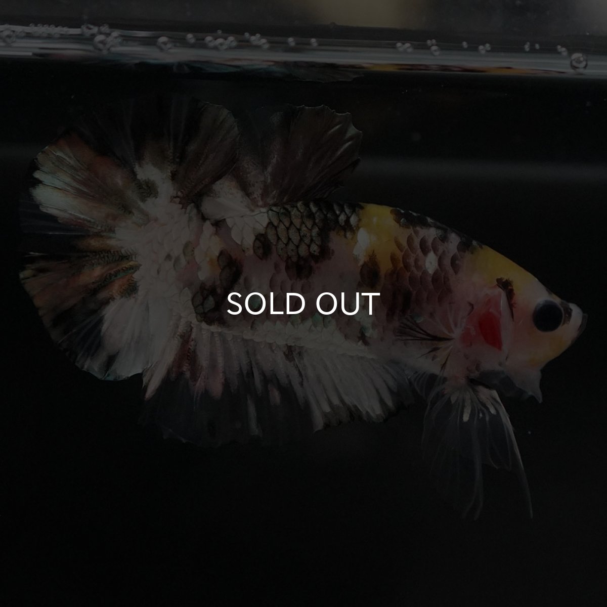 画像8: HMPK　イエローカッパー (8)