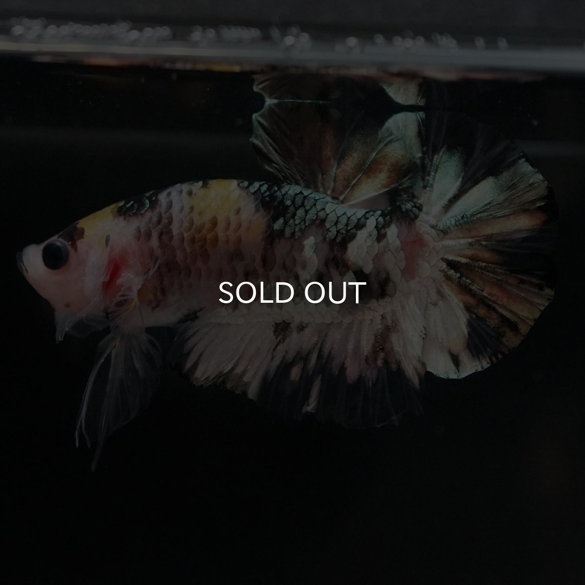 画像2: HMPK　イエローカッパー (2)