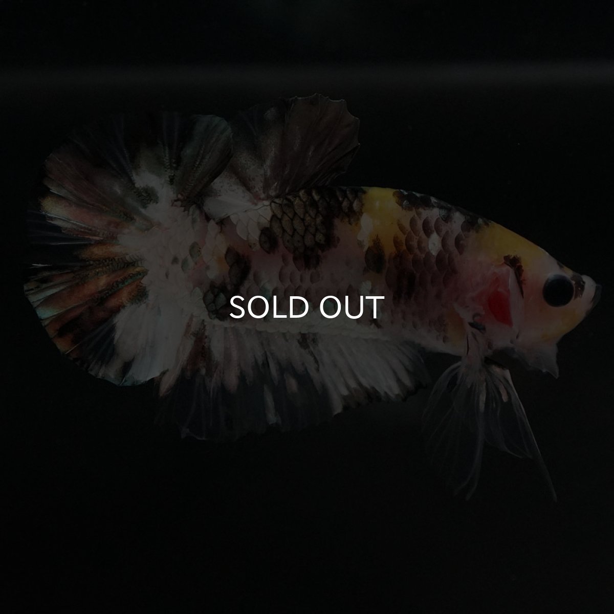 画像3: HMPK　イエローカッパー (3)