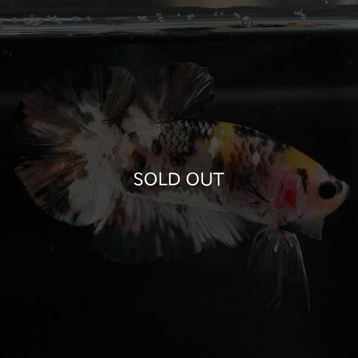 画像7: HMPK　イエローカッパー (7)