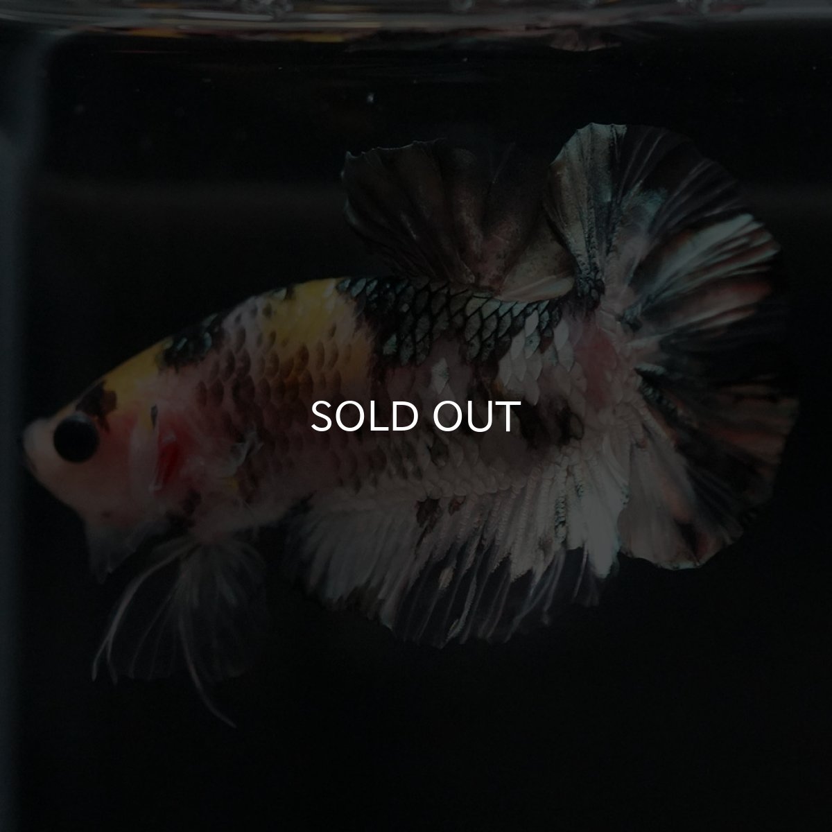 画像4: HMPK　イエローカッパー (4)