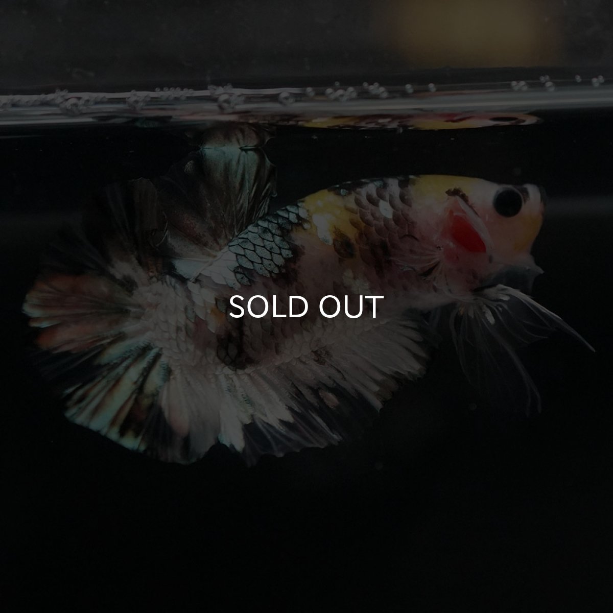 画像5: HMPK　イエローカッパー (5)