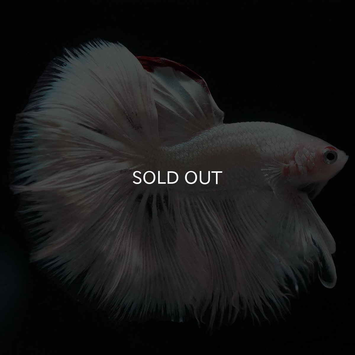 画像9: HM ホワイトカッパー (9)