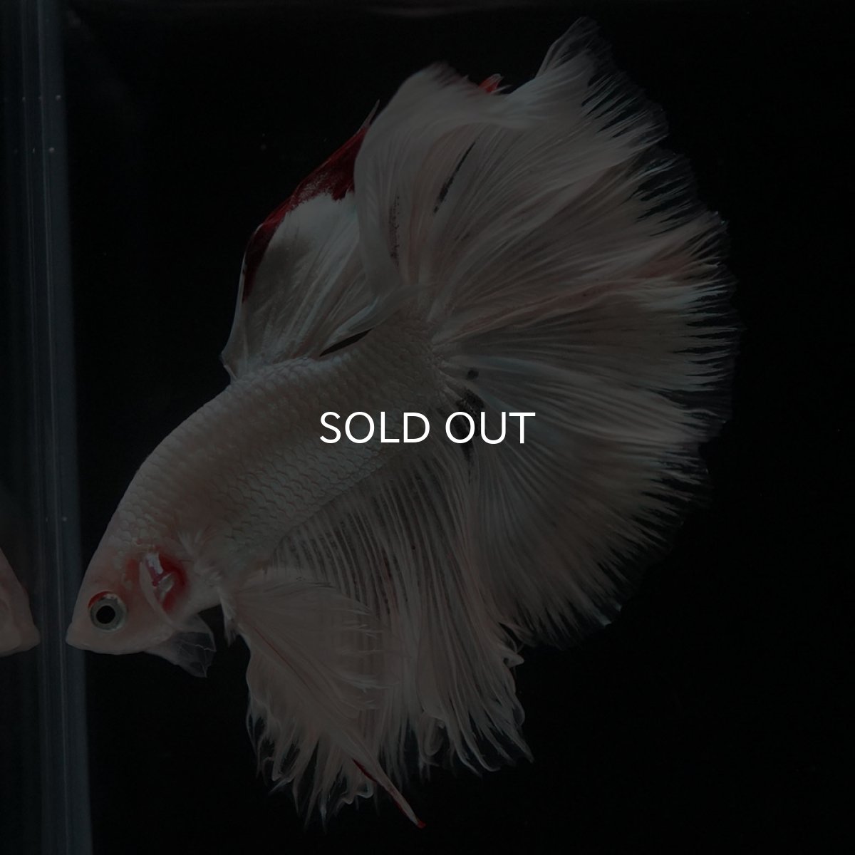 画像7: HM ホワイトカッパー (7)