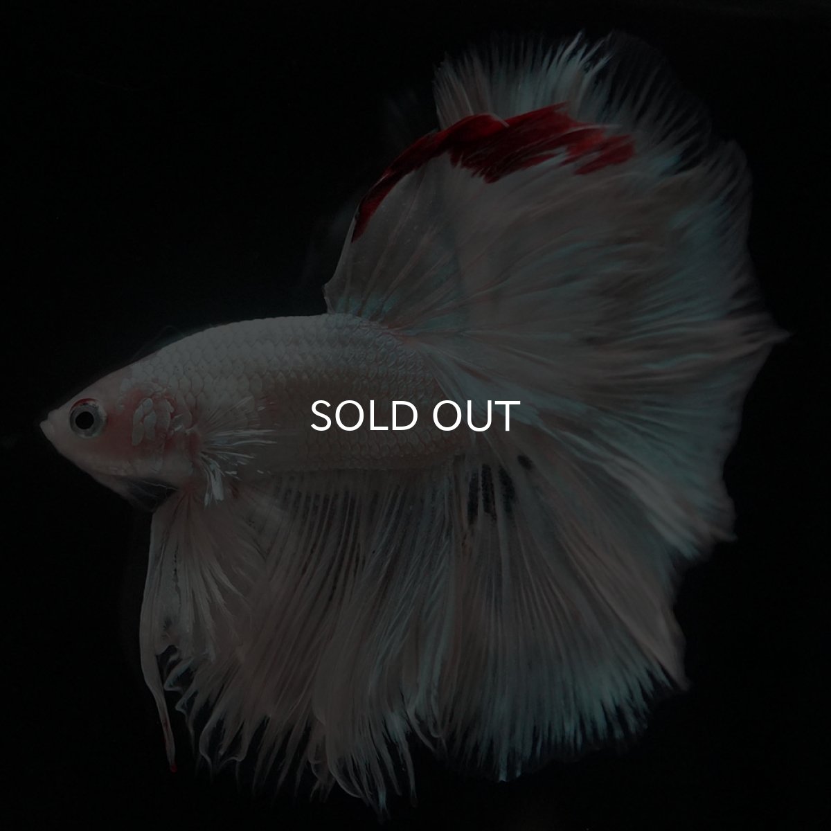 画像5: HM ホワイトカッパー (5)