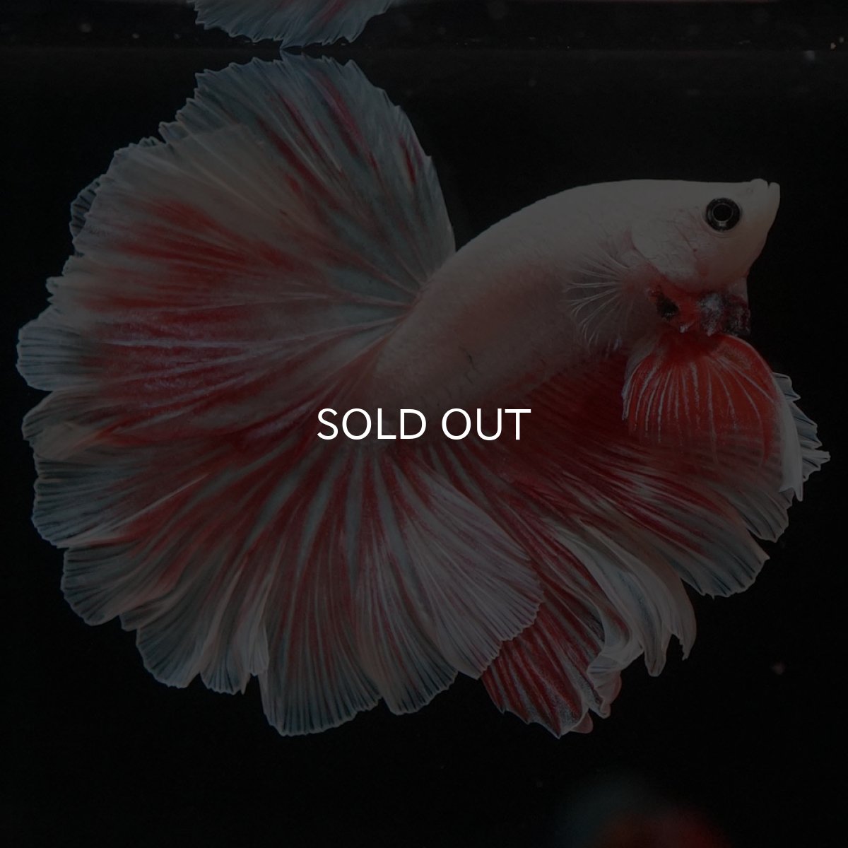 画像4: HM ファンシー ローズテール (4)