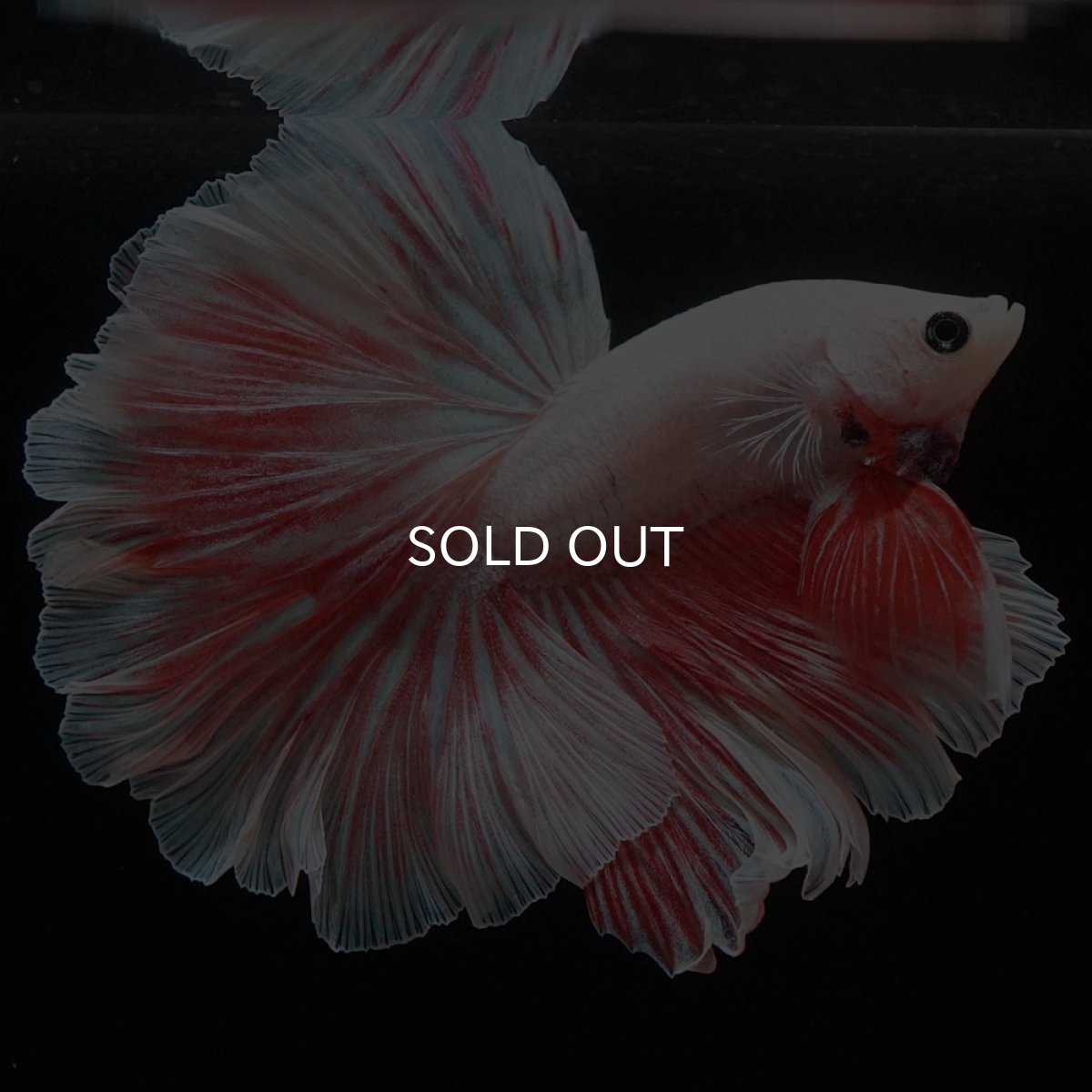 画像2: HM ファンシー ローズテール (2)