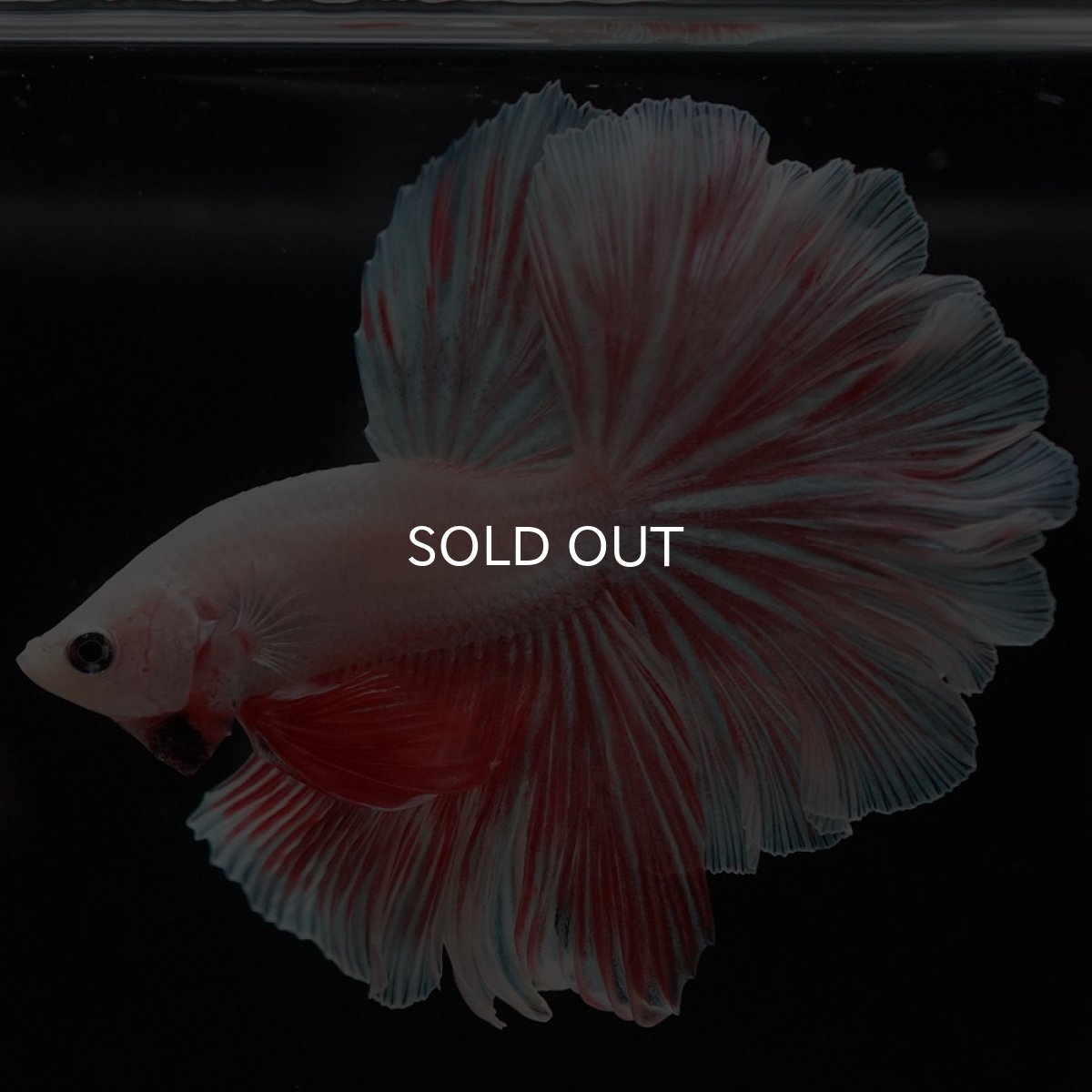 画像6: HM ファンシー ローズテール (6)