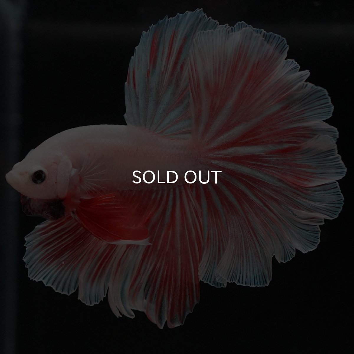 画像5: HM ファンシー ローズテール (5)