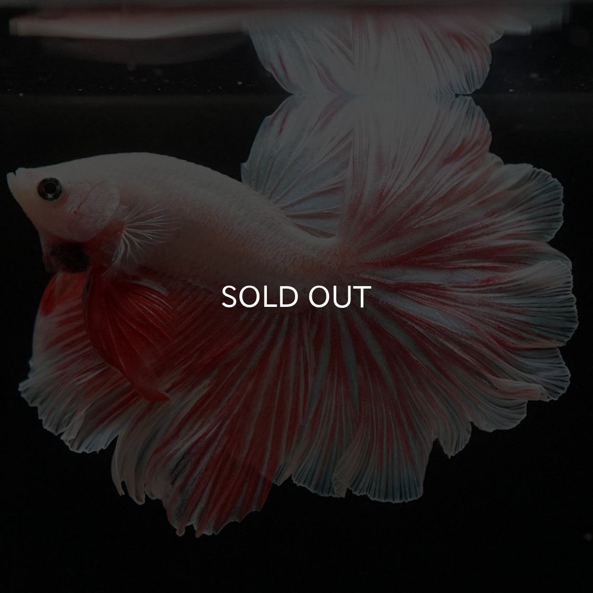 画像3: HM ファンシー ローズテール (3)