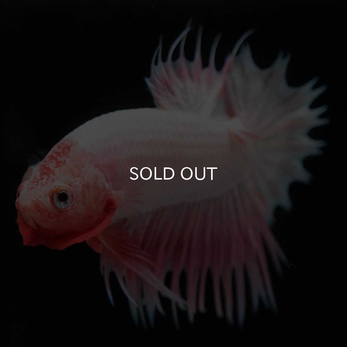 画像6: CTPK ファンシー (6)