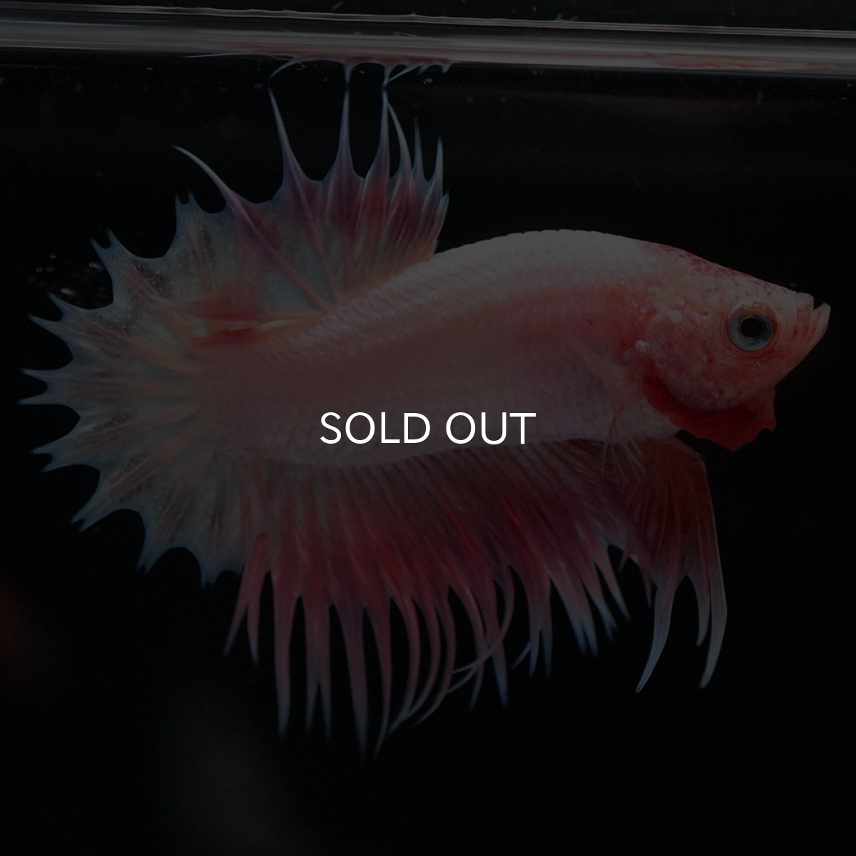 画像7: CTPK ファンシー (7)