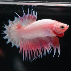画像7: CTPK　ファンシー (7)