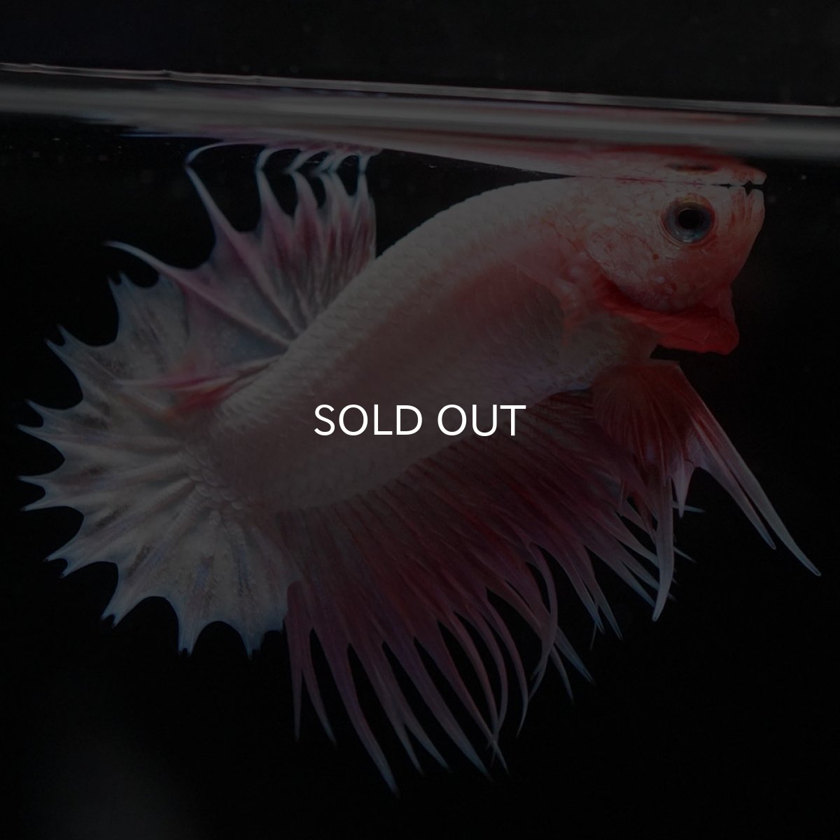 画像5: CTPK ファンシー (5)