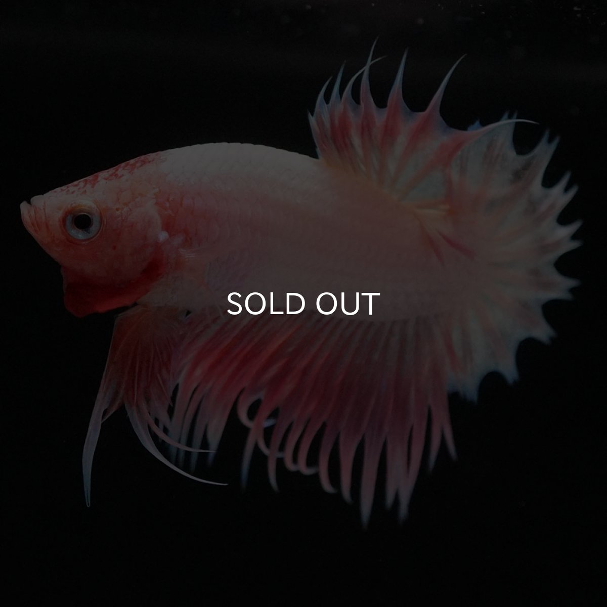 画像2: CTPK ファンシー (2)