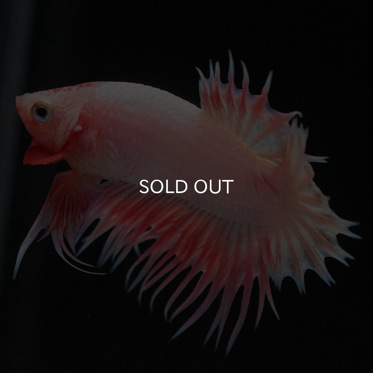 画像4: CTPK ファンシー (4)